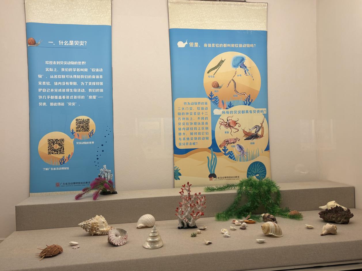 《背着房子去旅行——贝类动物的世界》实物展.docx_2