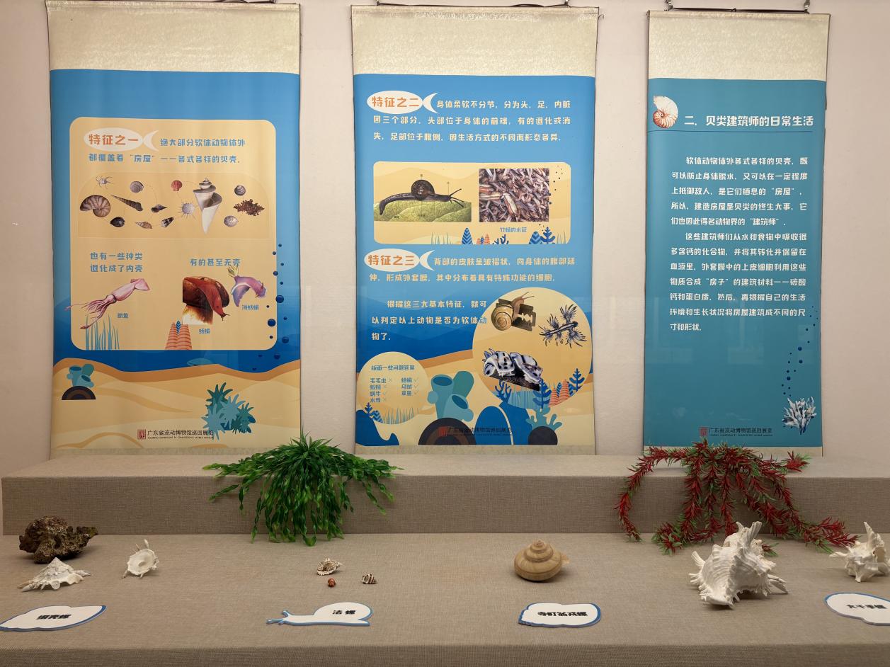 《背着房子去旅行——贝类动物的世界》实物展.docx_3