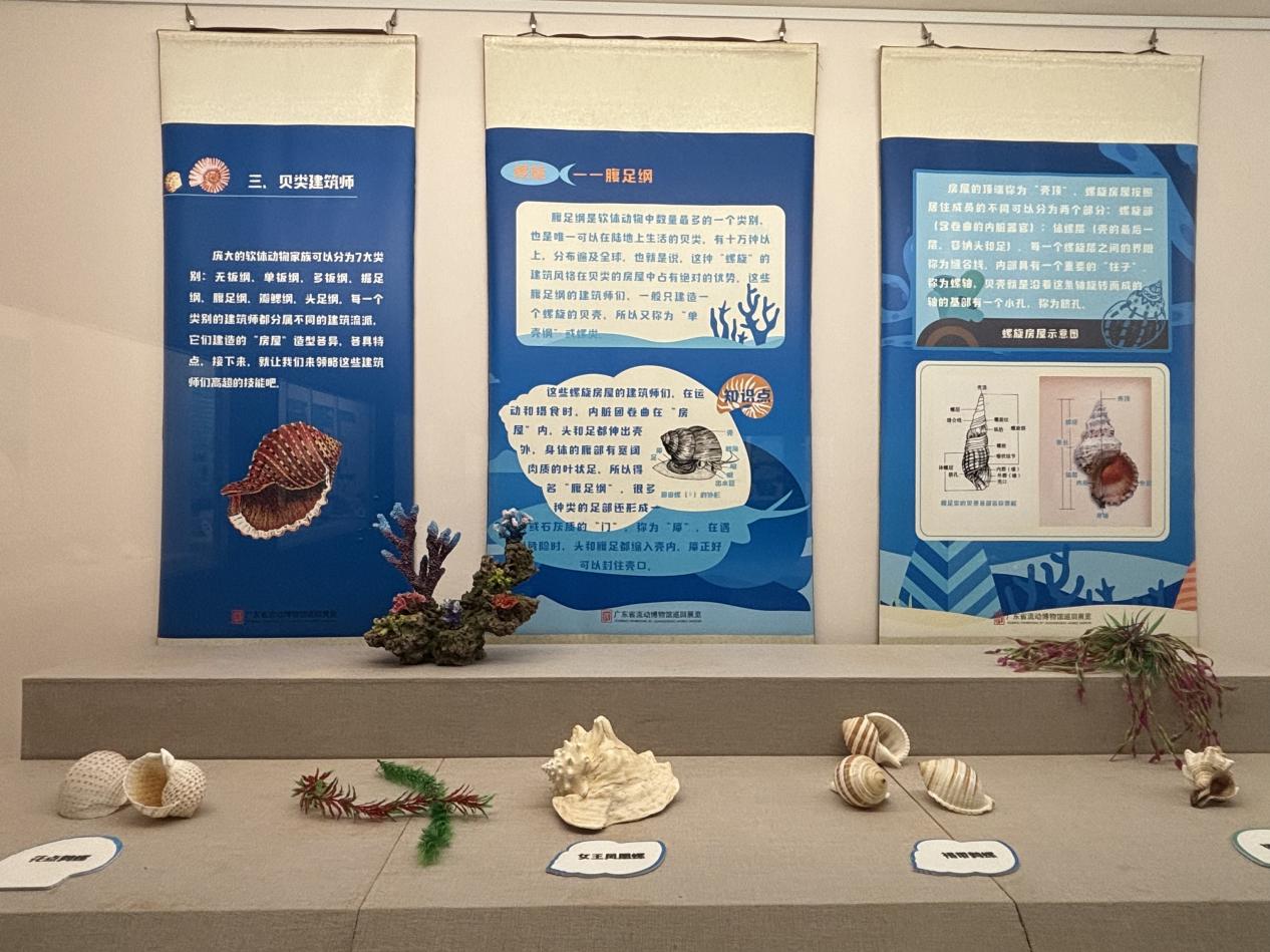 《背着房子去旅行——贝类动物的世界》实物展.docx_4