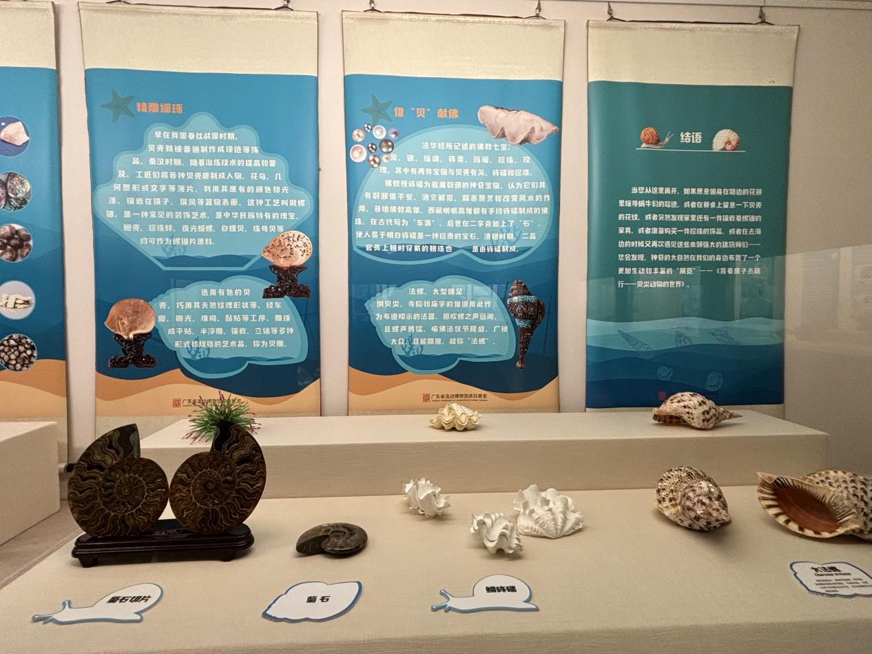 《背着房子去旅行——贝类动物的世界》实物展.docx_5
